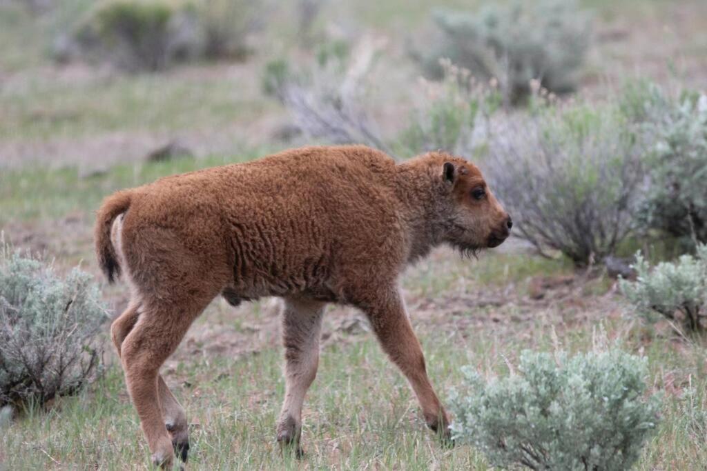 Bison Lodge - Lg Home - 2 Bedrooms - Less Than 5 Miles To Yellowstone North Entrance, Sleeps Up To 8 Гардинер Экстерьер фото