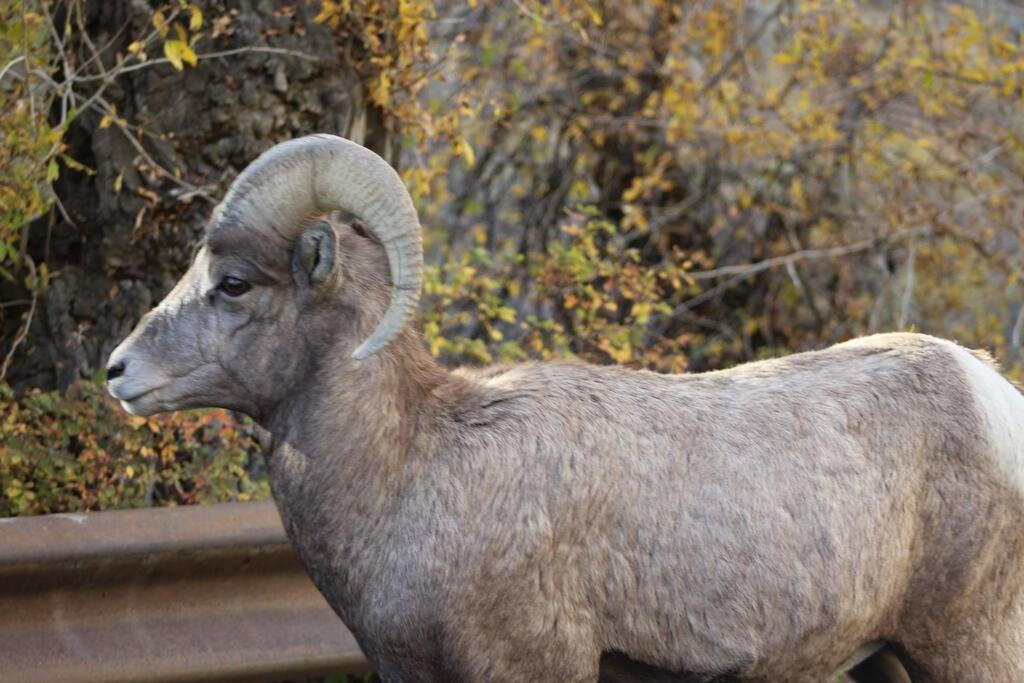 Bison Lodge - Lg Home - 2 Bedrooms - Less Than 5 Miles To Yellowstone North Entrance, Sleeps Up To 8 Гардинер Экстерьер фото